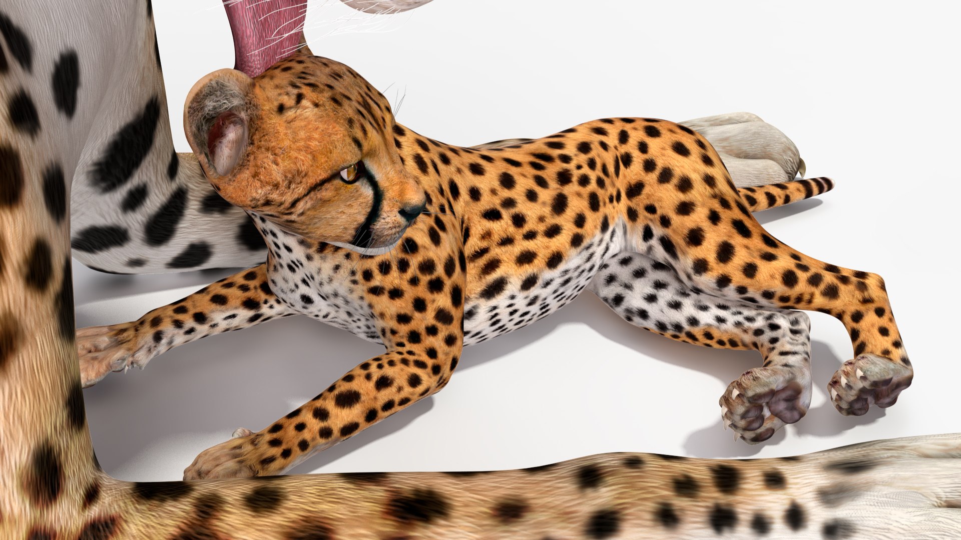 3D model Cheetah Mother and Cub Lying Down https://p.turbosquid.com/ts-thumb/aX/W0xgMS/ne/cheetah_mother_and_cub_lying_down_015/jpg/1741512055/1920x1080/fit_q87/925535b5f17d93d48d20d31a03d51a28d836d15a/cheetah_mother_and_cub_lying_down_015.jpg