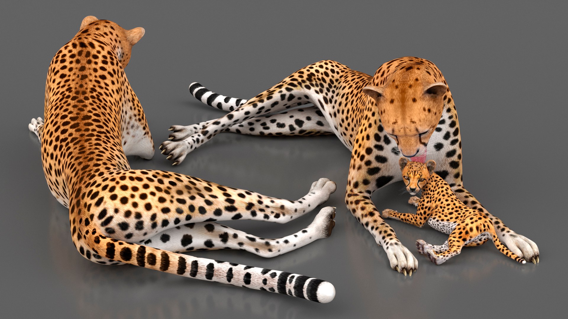 3D model Cheetah Mother and Cub Lying Down https://p.turbosquid.com/ts-thumb/aX/W0xgMS/nz/cheetah_mother_and_cub_lying_down_006/jpg/1741512019/1920x1080/fit_q87/d28ef6d59a639db98e1d1ae78fb6898464148713/cheetah_mother_and_cub_lying_down_006.jpg