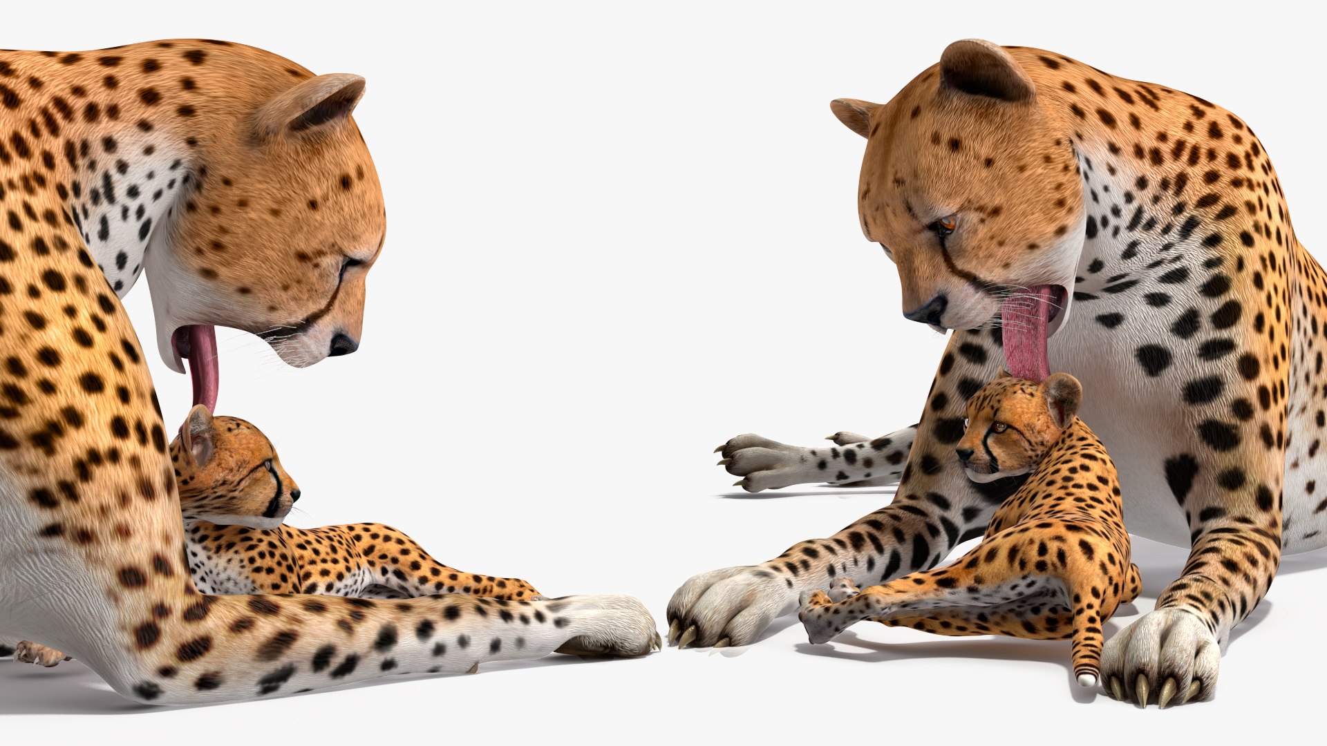 3D model Cheetah Mother and Cub Lying Down https://p.turbosquid.com/ts-thumb/aX/W0xgMS/q3/cheetah_mother_and_cub_lying_down_013/jpg/1741512047/1920x1080/fit_q87/6b4fe460aa2a997cc18b77dc08357b34088615a9/cheetah_mother_and_cub_lying_down_013.jpg
