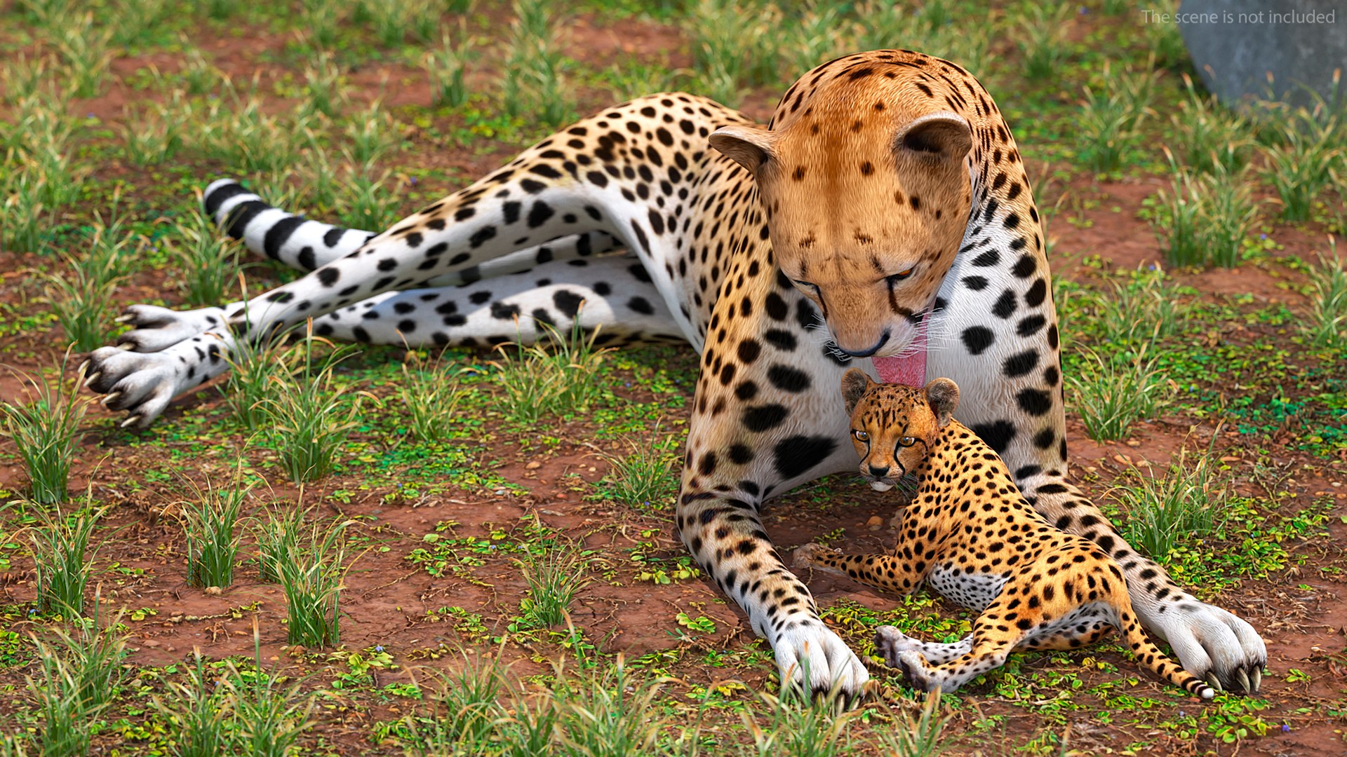 3D model Cheetah Mother and Cub Lying Down https://p.turbosquid.com/ts-thumb/aX/W0xgMS/sP/cheetah_mother_and_cub_lying_down_004/jpg/1741512009/1920x1080/fit_q87/36c81d949a522958ad7b9420e5a6f2c9c0fe14de/cheetah_mother_and_cub_lying_down_004.jpg