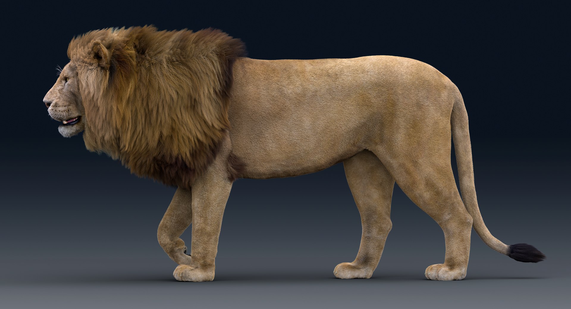 Lion Rigged FUR 1 3D https://p.turbosquid.com/ts-thumb/aX/ghtMRw/3w/k003/png/1626510082/1920x1080/fit_q87/49c639d6cd482b69f23ecfd882f992b84f72f13f/k003.jpg