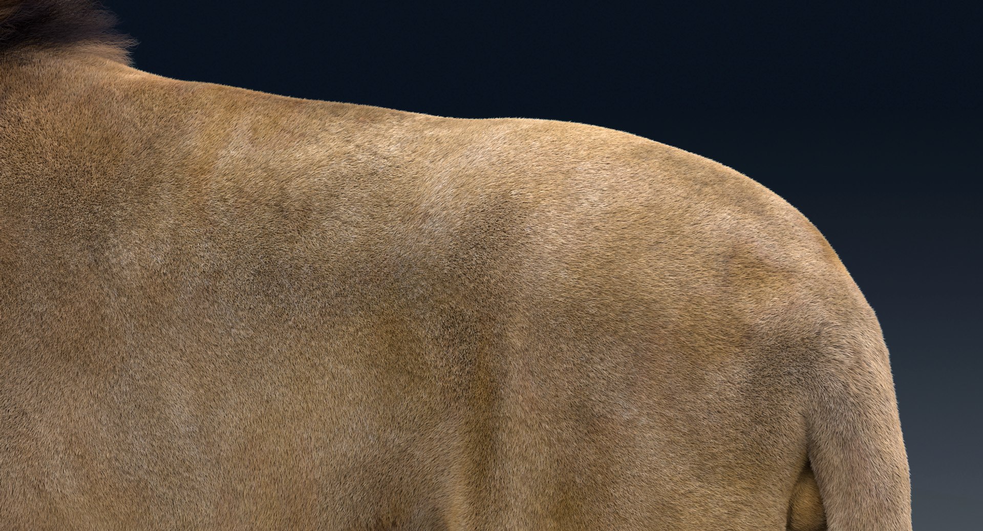 Lion Rigged FUR 1 3D https://p.turbosquid.com/ts-thumb/aX/ghtMRw/EA/plus04_2/png/1627030040/1920x1080/fit_q87/ac336e89ab1a0cdbaa40e871e08eb8daad35fe98/plus04_2.jpg