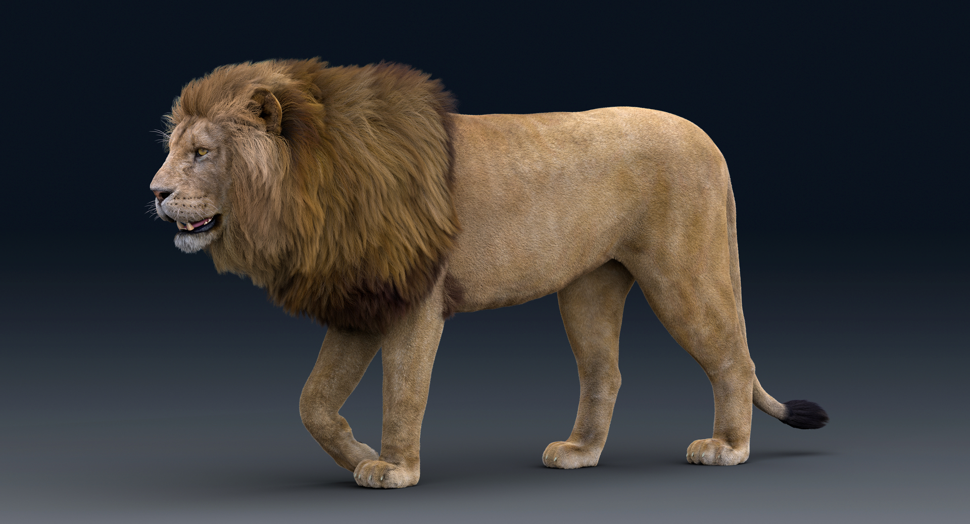 Lion Rigged FUR 1 3D https://p.turbosquid.com/ts-thumb/aX/ghtMRw/Fp/r/png/1626510882/1920x1080/turn_fit_q99/f05066c441958c0fa21ed34b87baefdb18772e6f/r-1.jpg