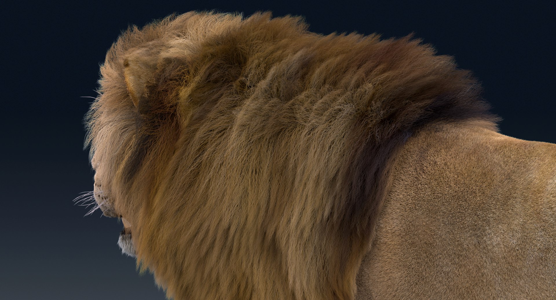 Lion Rigged FUR 1 3D https://p.turbosquid.com/ts-thumb/aX/ghtMRw/RT/k014_1/png/1626510432/1920x1080/fit_q87/500a003db2e491fabd24079b969999e9f22bc81b/k014_1.jpg