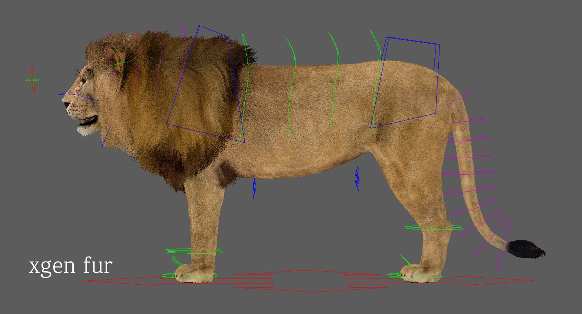 Lion Rigged FUR 1 3D https://p.turbosquid.com/ts-thumb/aX/ghtMRw/Xn/xgen1/png/1626510582/1920x1080/fit_q87/bc3aa481bb4c5c94f7f67883400714b2f47d7f64/xgen1.jpg
