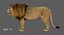 León aparejado FUR 1