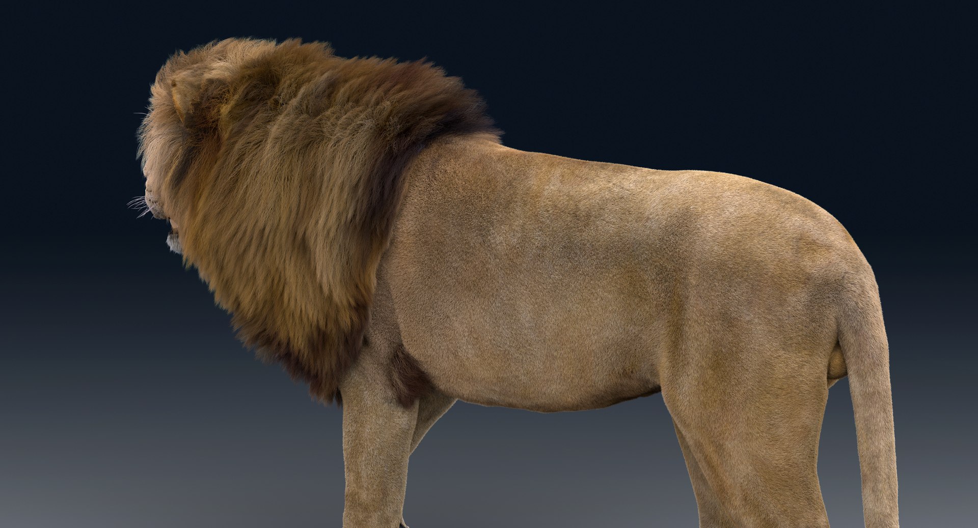 Lion Rigged FUR 1 3D https://p.turbosquid.com/ts-thumb/aX/ghtMRw/Zj/k014/png/1626510429/1920x1080/fit_q87/fd0f809935160f441d7ba21602c118203791fd05/k014.jpg