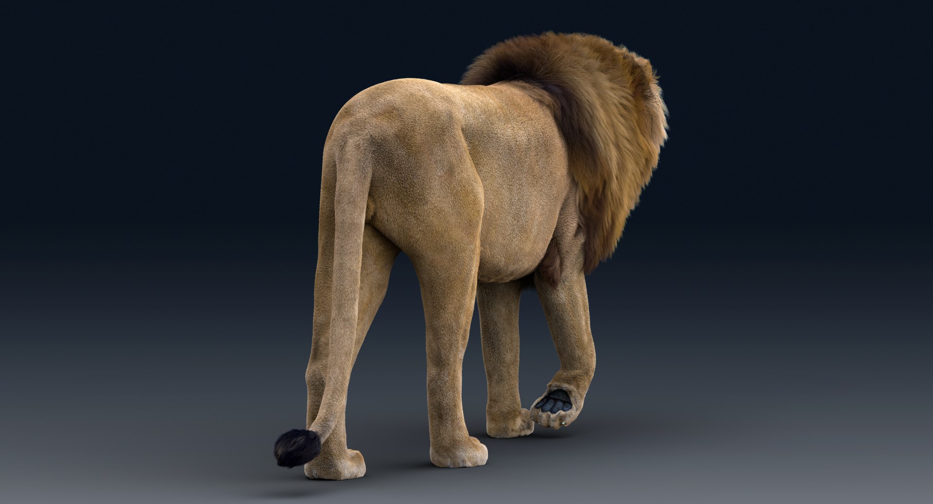 Lion Rigged FUR 1 3D https://p.turbosquid.com/ts-thumb/aX/ghtMRw/v0/s002/png/1626510469/1920x1080/fit_q87/50589ed528f75a6373b624e6e159dc995b581e5a/s002.jpg