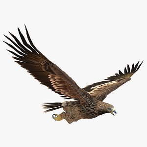 Imperial Eagle Pose 7