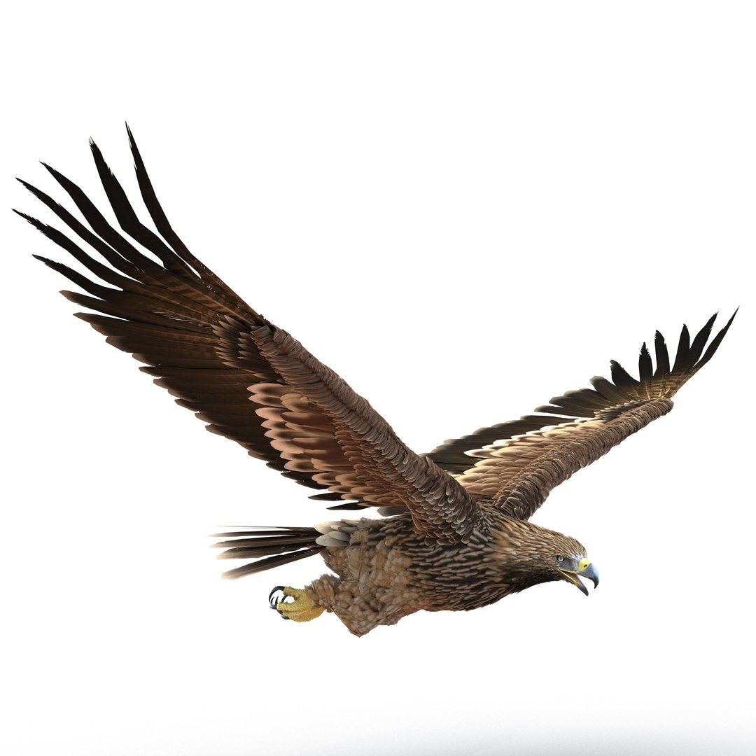 Imperial Eagle Pose 7 3D model preview