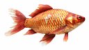 Realistic Gold Fish