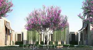 4 Crepe myrtle 2