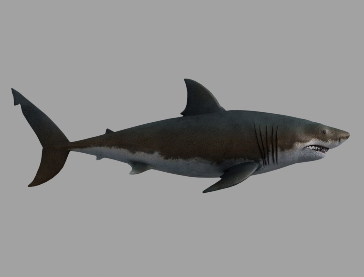 3D White Shark Model - TurboSquid 1568766