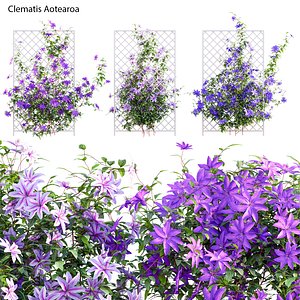 3D Clematis Aotearoa - Clematis Jackmanii 02 model
