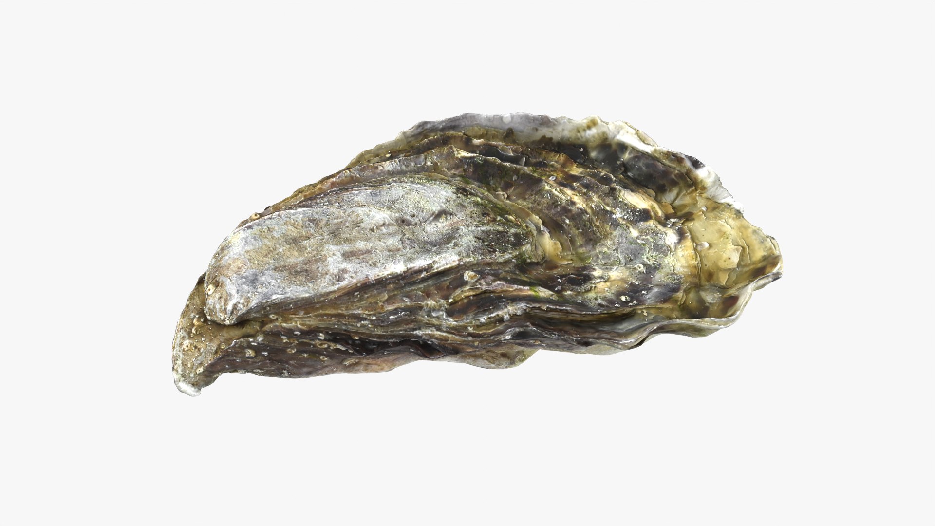 Oysters Collection 3D https://p.turbosquid.com/ts-thumb/aY/F3jmDG/Cx/oyster01_01/png/1751027054/1920x1080/fit_q87/39bfb82689a0ba848a5537e93c2306aae0c9c451/oyster01_01.jpg