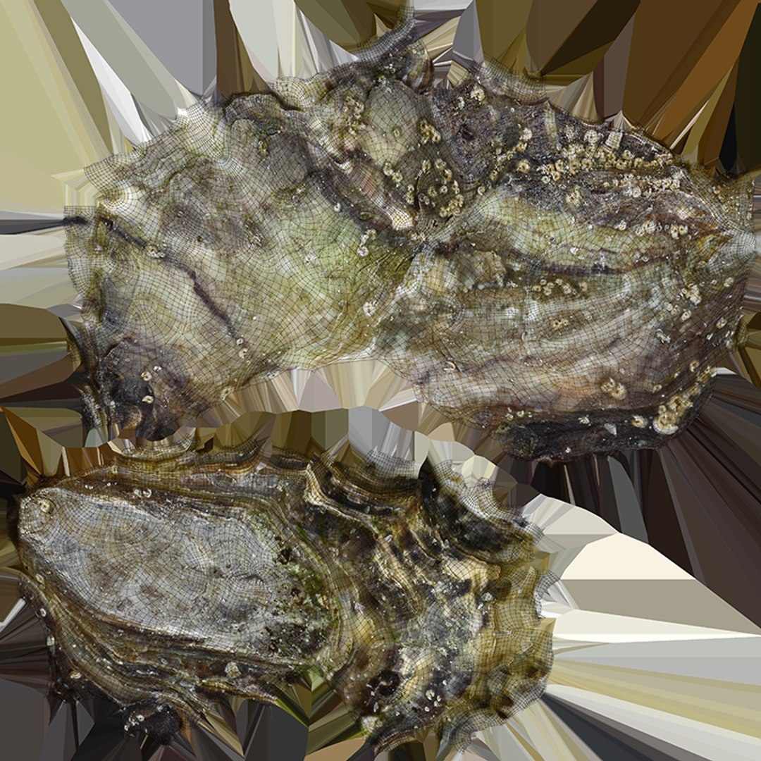 Oysters Collection 3D https://p.turbosquid.com/ts-thumb/aY/F3jmDG/Fr/oyster01_x0004/png/1751027085/1920x1080/fit_q87/31a09ba587153d2dcad76c707b243ebfc387a7c4/oyster01_x0004.jpg