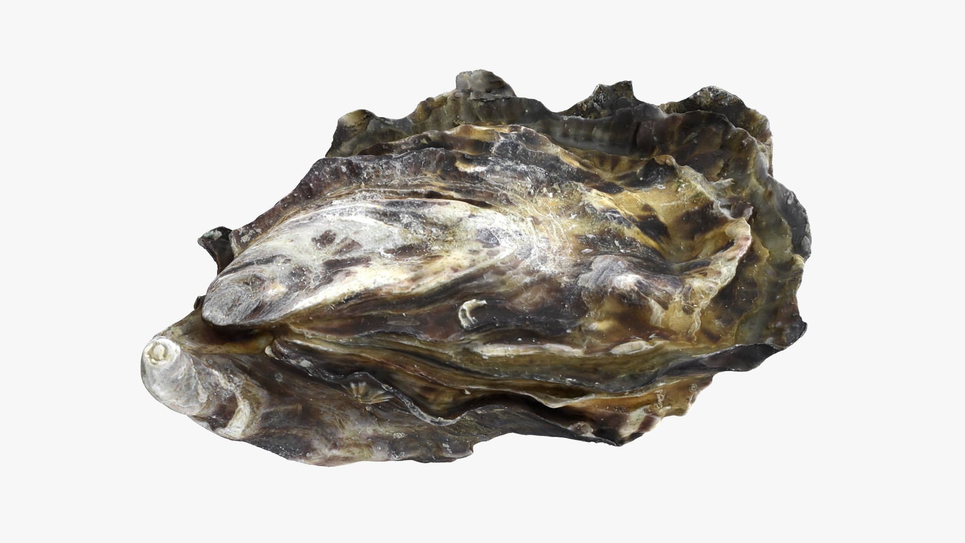 Oysters Collection 3D https://p.turbosquid.com/ts-thumb/aY/F3jmDG/Ig/oyster02_01/png/1751027075/1920x1080/fit_q87/c55e980eaba324234199b99544e71e817e7f0391/oyster02_01.jpg