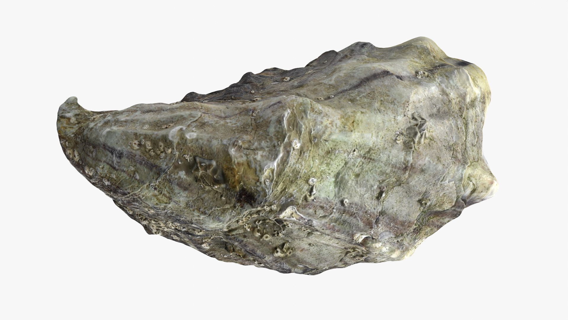Oysters Collection 3D https://p.turbosquid.com/ts-thumb/aY/F3jmDG/Jl/b_halfoyster01_0012/png/1751027136/1920x1080/fit_q87/adef52f193109405c9c64dd9c313404478fd5f77/b_halfoyster01_0012.jpg