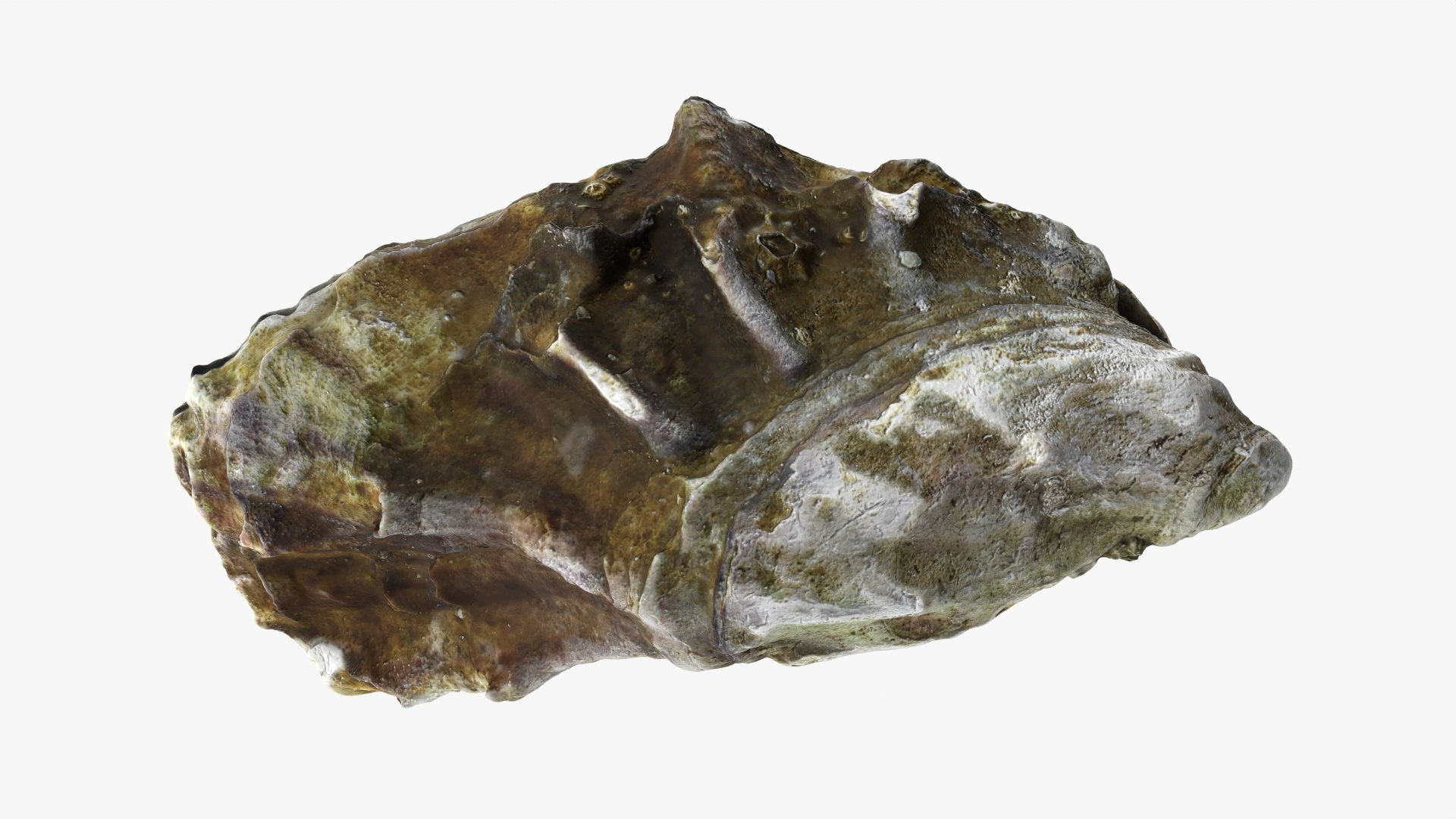 Oysters Collection 3D https://p.turbosquid.com/ts-thumb/aY/F3jmDG/Ww/oyster03_09/png/1751027099/1920x1080/fit_q87/7ab8f8a02e9005f43b13a1e5aebb3a01f9f1bcd6/oyster03_09.jpg