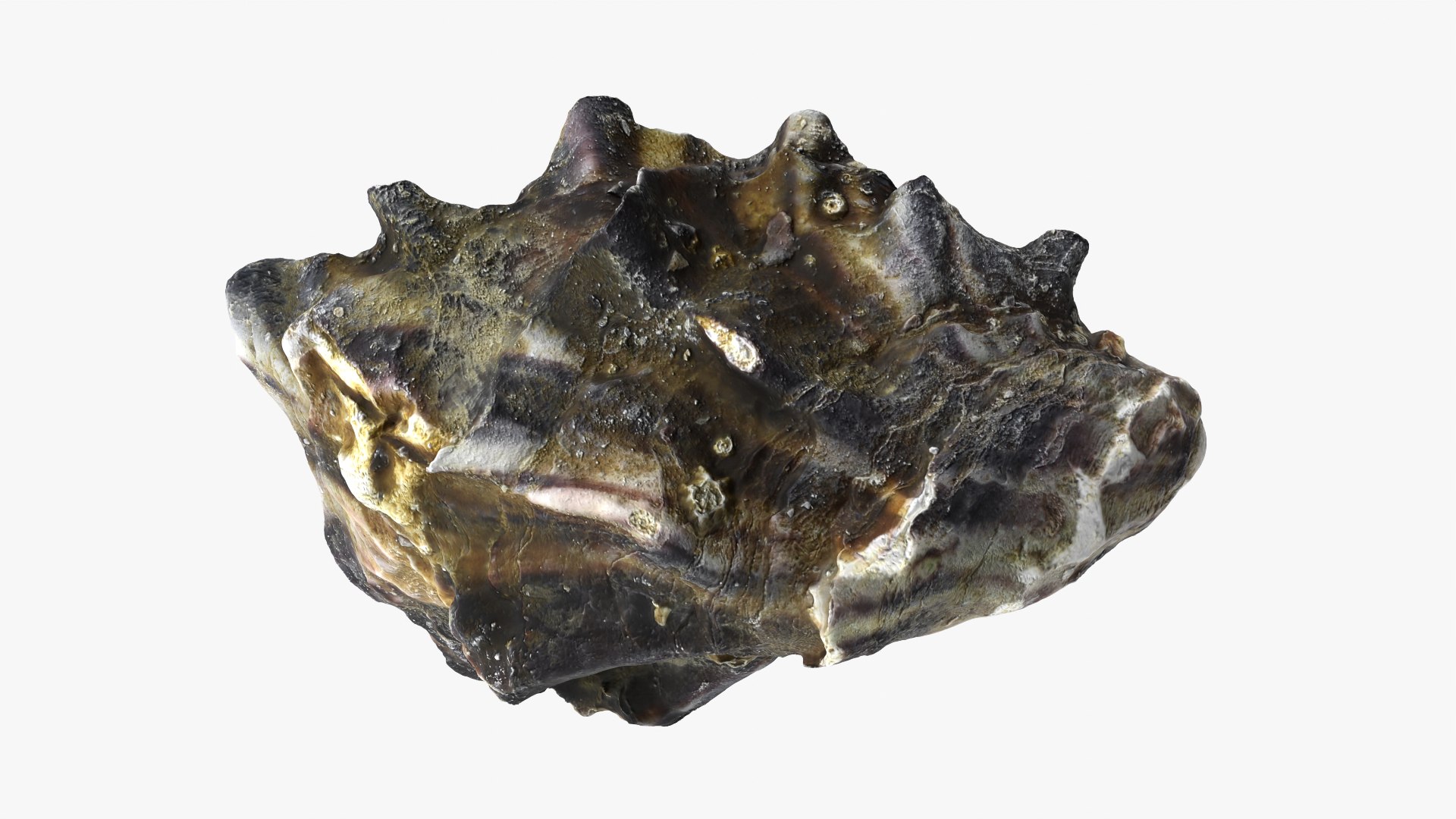 Oysters Collection 3D https://p.turbosquid.com/ts-thumb/aY/F3jmDG/XD/oyster02_09/png/1751027076/1920x1080/fit_q87/9a3743c6ba9248f35af02e1e5868d8717990cc66/oyster02_09.jpg