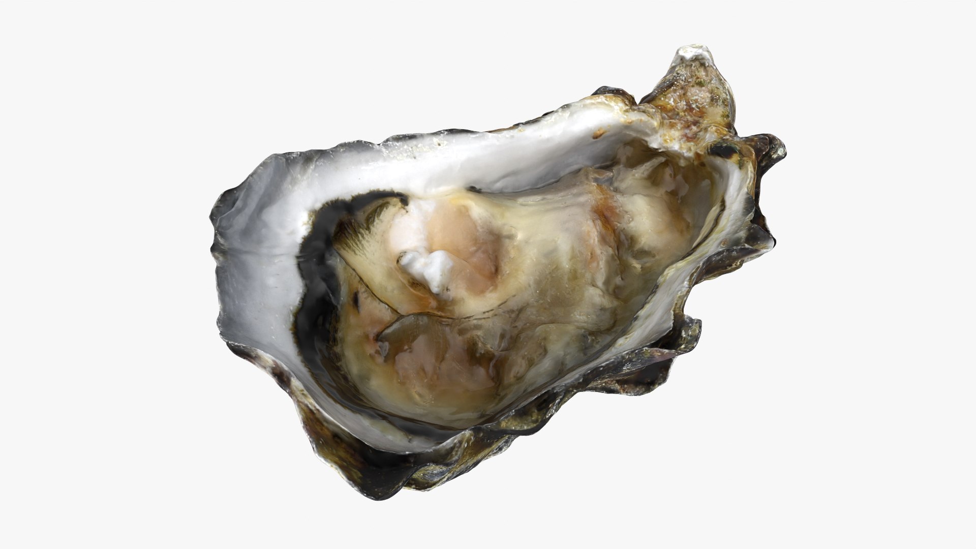 Oysters Collection 3D https://p.turbosquid.com/ts-thumb/aY/F3jmDG/bV/b_halfoyster02_0001/png/1751027165/1920x1080/fit_q87/43af5bbbca3f09ade74764d1f1446d0f83e1e8ca/b_halfoyster02_0001.jpg