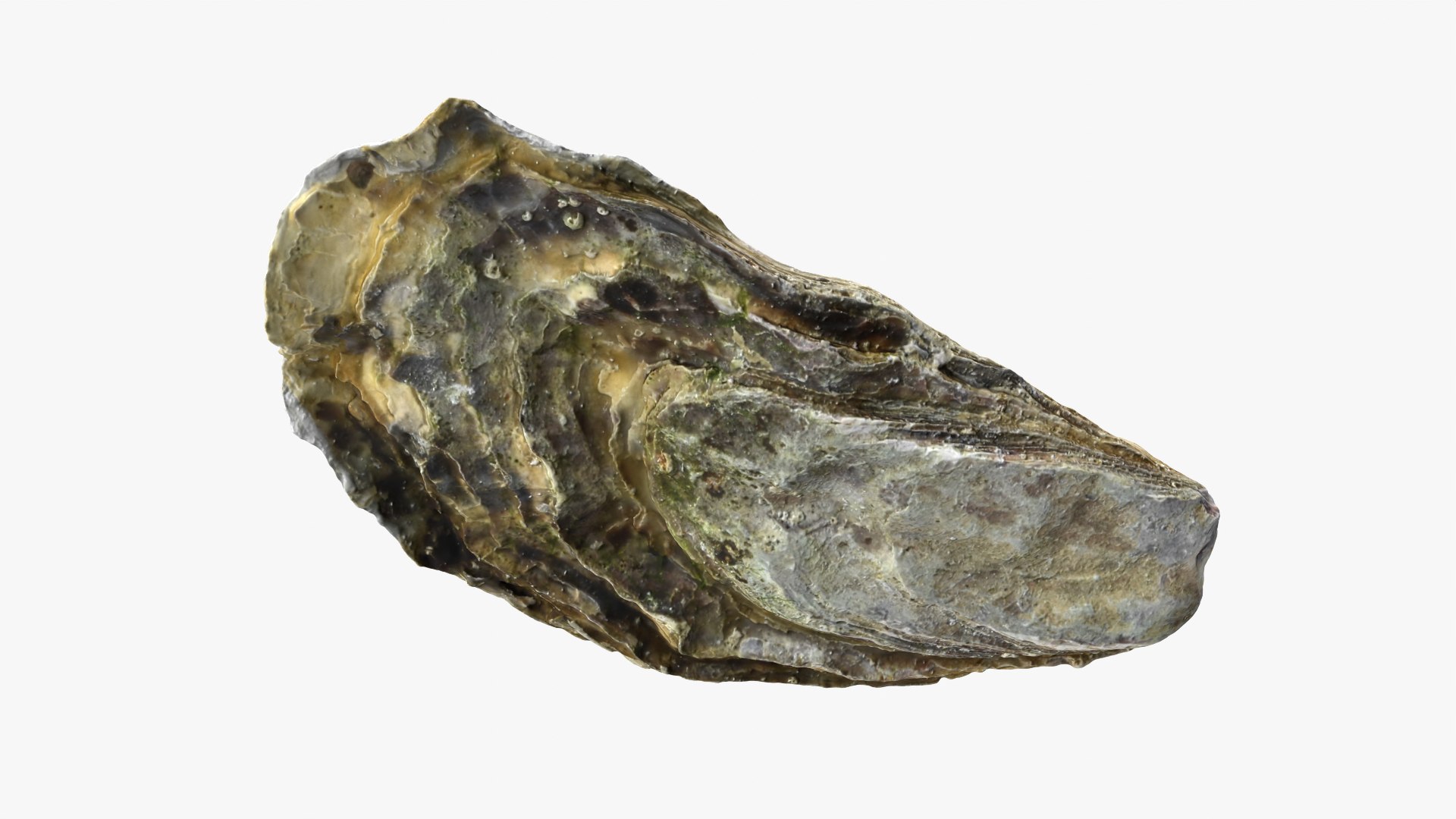 Oysters Collection 3D https://p.turbosquid.com/ts-thumb/aY/F3jmDG/e9/t_halfoyster01_0005/png/1751027150/1920x1080/fit_q87/a1a7dd24df28e02594d077062e811c24ecf958f8/t_halfoyster01_0005.jpg