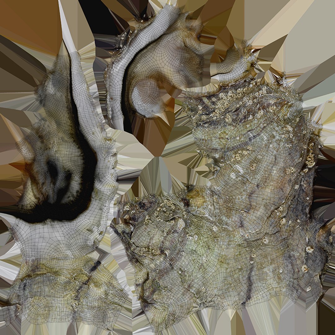 Oysters Collection 3D https://p.turbosquid.com/ts-thumb/aY/F3jmDG/jZ/b_halfoyster01_c0004/png/1751027134/1920x1080/fit_q87/081c50b2e6748f3833f11f8a5955cbafcd2d05c4/b_halfoyster01_c0004.jpg