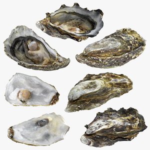 Oysters Collection 3D