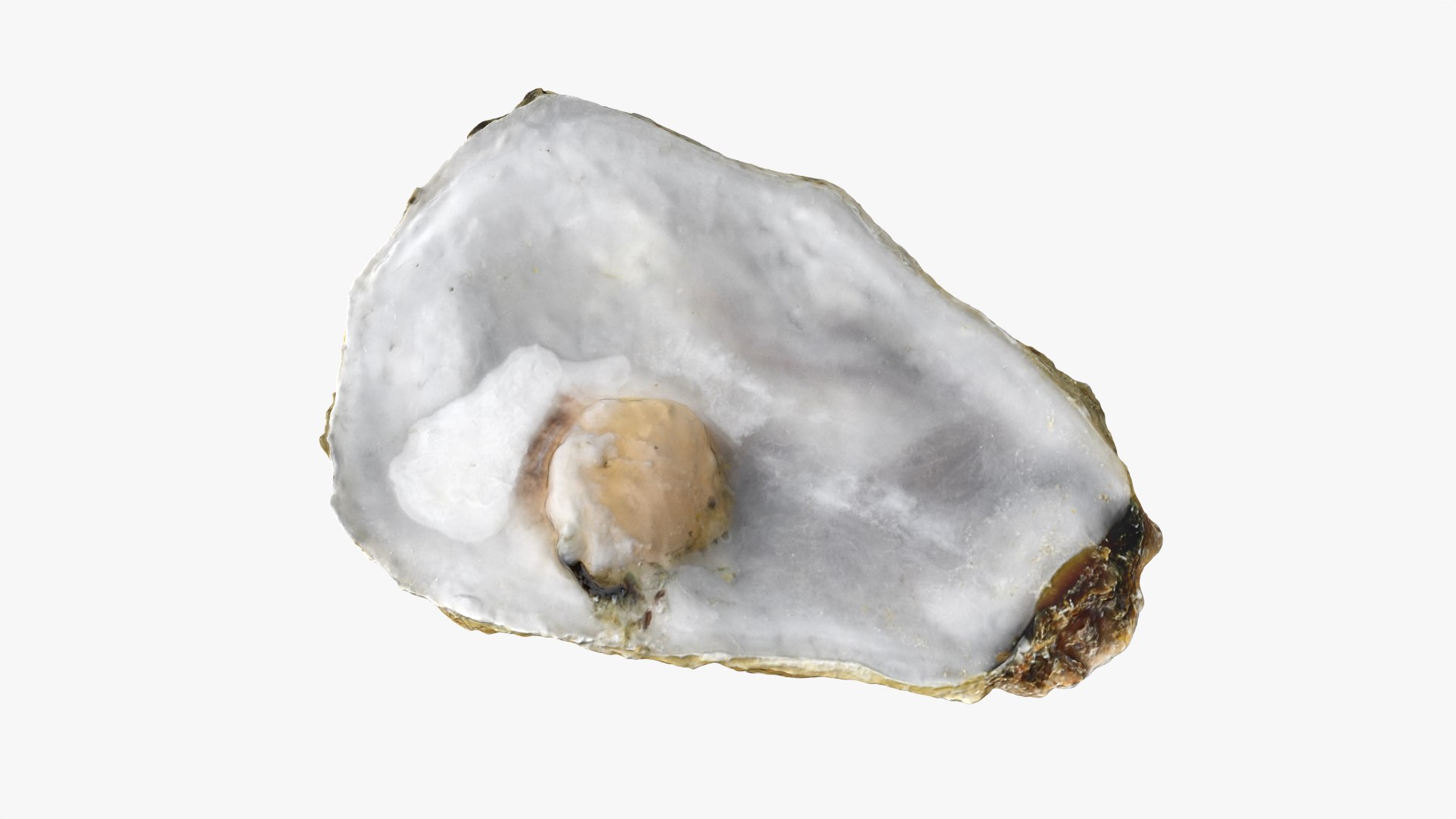 Oysters Collection 3D https://p.turbosquid.com/ts-thumb/aY/F3jmDG/mV/t_halfoyster02_0001/png/1751027176/1920x1080/fit_q87/255473beb881bdf803d39d0c34bed7226227d8db/t_halfoyster02_0001.jpg