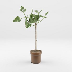 Ficus carica stem