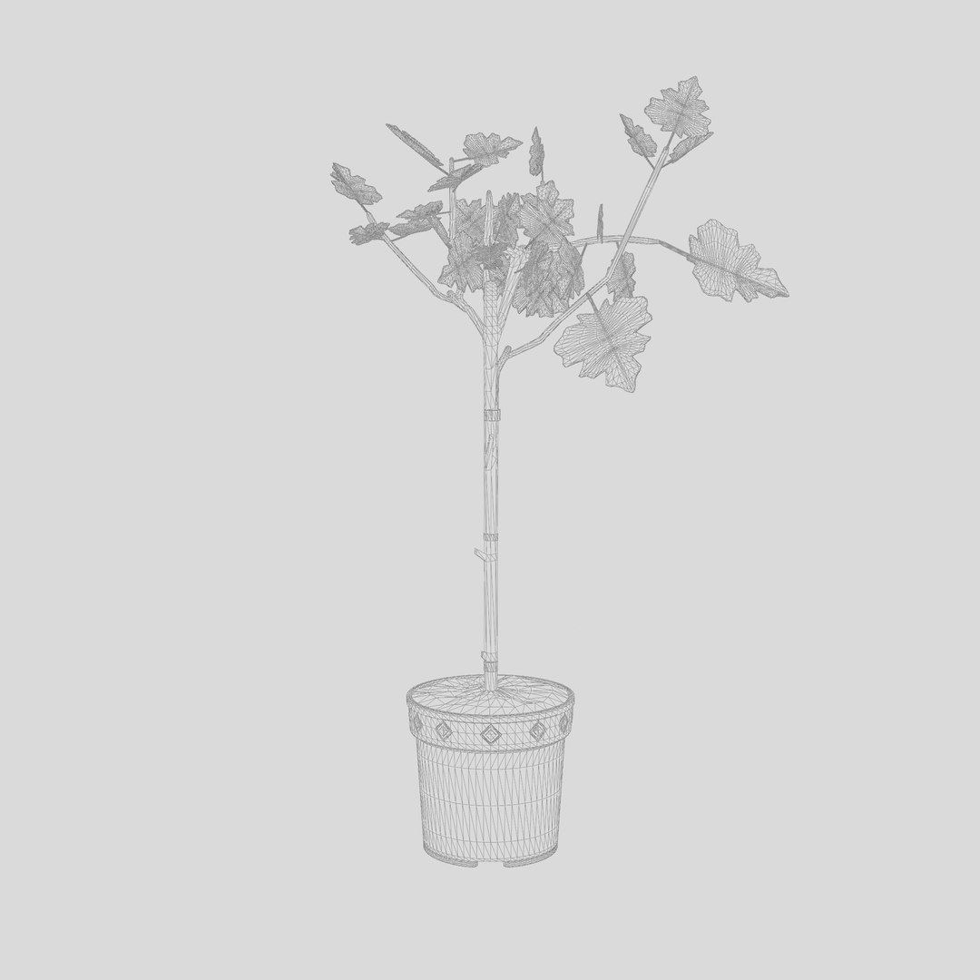 3D Ficus carica stem https://p.turbosquid.com/ts-thumb/aY/J1NzMD/nu/preview_7/jpg/1720434384/1920x1080/fit_q87/850f189621892735a69b9c5303fd17dba5cae24c/preview_7.jpg