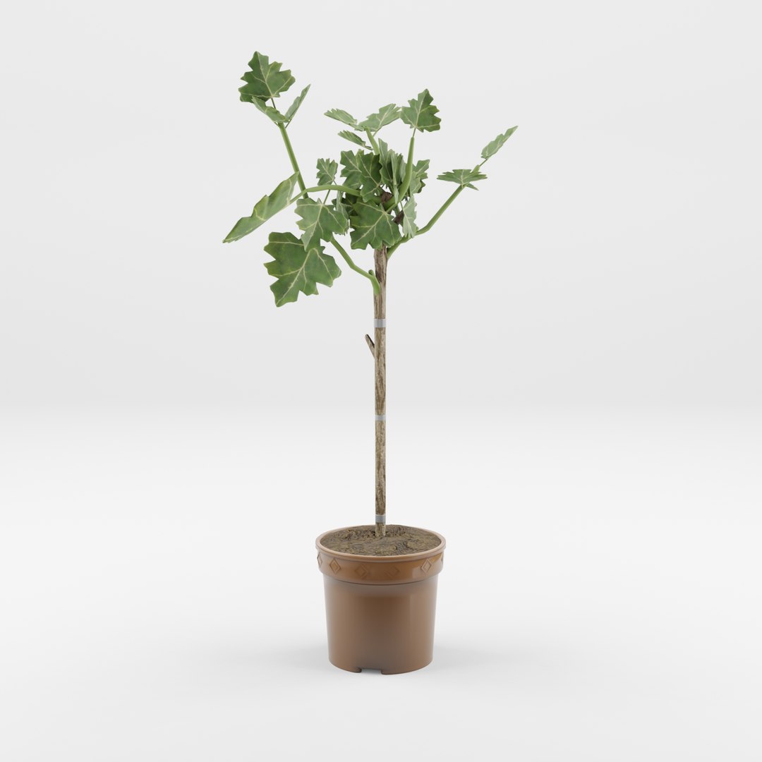 3D Ficus carica stem https://p.turbosquid.com/ts-thumb/aY/J1NzMD/w2/preview_1/jpg/1720434353/1920x1080/fit_q87/2ca95c57173ca5f5abbd6ef9099c0e276241c17d/preview_1.jpg