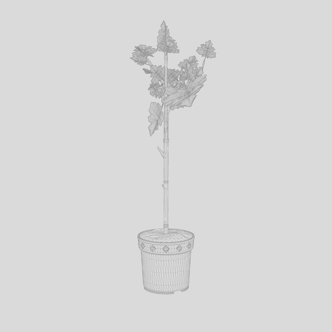 3D Ficus carica stem https://p.turbosquid.com/ts-thumb/aY/J1NzMD/wm/preview_6/jpg/1720434379/1920x1080/fit_q87/855ed1f7f318a5171a4a95088145aa6cf3080505/preview_6.jpg