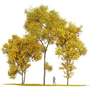 Acer Saccharinum Fall 3D model