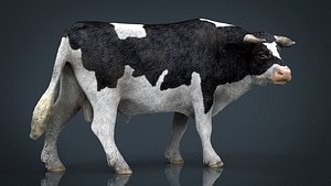 holstein bull 3D model
