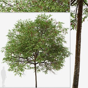 3D model Set of Catalina Cherry or Prunus ilicifolia Tree