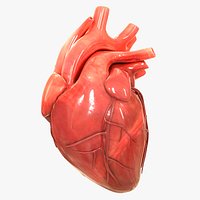 Human Heart
