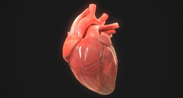 3D human heart - TurboSquid 1423011