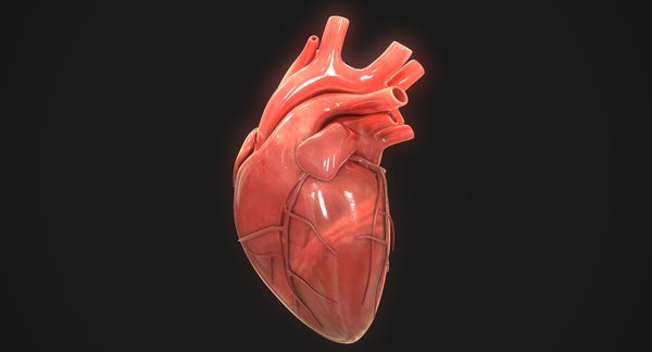 3D human heart - TurboSquid 1423011