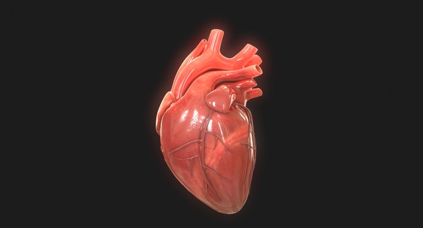 3d Human Heart - Turbosquid 1423011