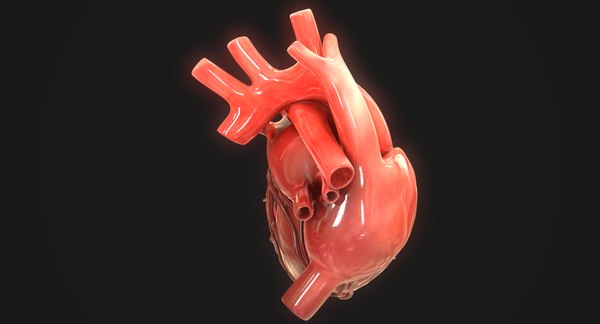 3D human heart - TurboSquid 1423011