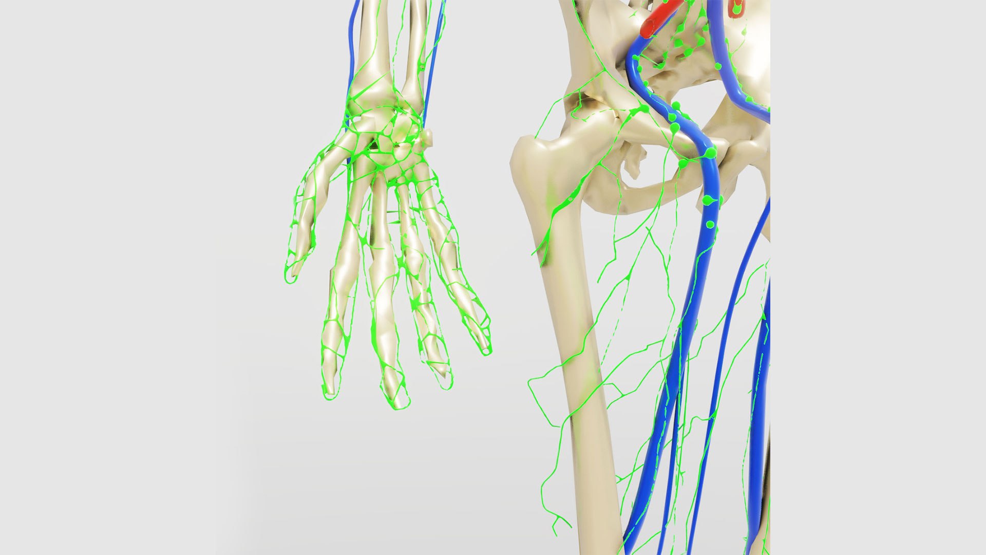 human lymphatic veins model https://p.turbosquid.com/ts-thumb/aZ/AWdVG5/8D/preview05/jpg/1607004735/1920x1080/fit_q87/3e4e6fb487510f1c381ee895fe4d5d3f56b9ba77/preview05.jpg