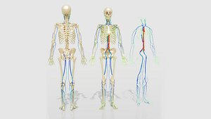 Lymphatic System