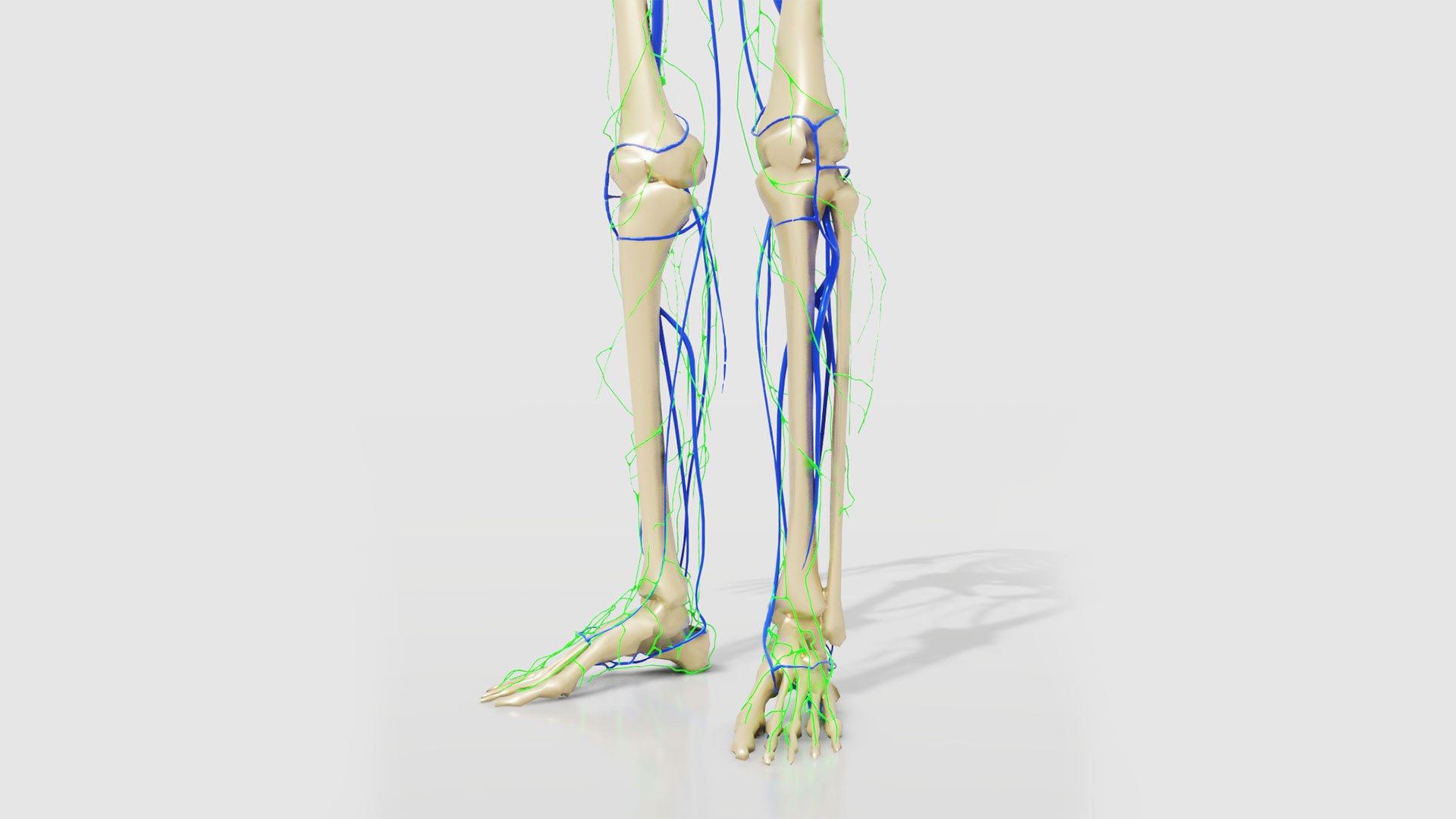 human lymphatic veins model https://p.turbosquid.com/ts-thumb/aZ/AWdVG5/Ez/preview06/jpg/1607004735/1920x1080/fit_q87/78ef13dfa23828b3b328b2812cdfa06d5f6b2596/preview06.jpg