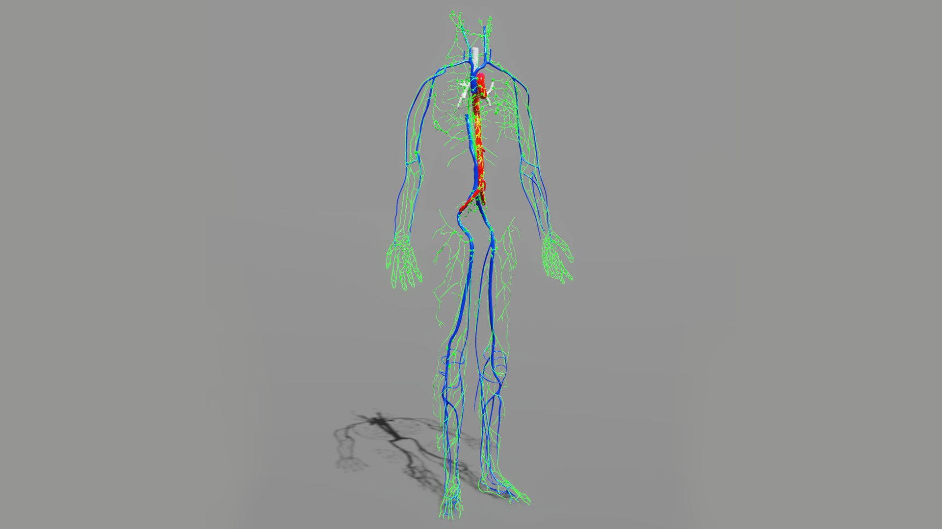 human lymphatic veins model https://p.turbosquid.com/ts-thumb/aZ/AWdVG5/Yw/preview09/jpg/1607004736/1920x1080/fit_q87/9fd8155c34bfeb5424478b95baf03da749da5c1a/preview09.jpg