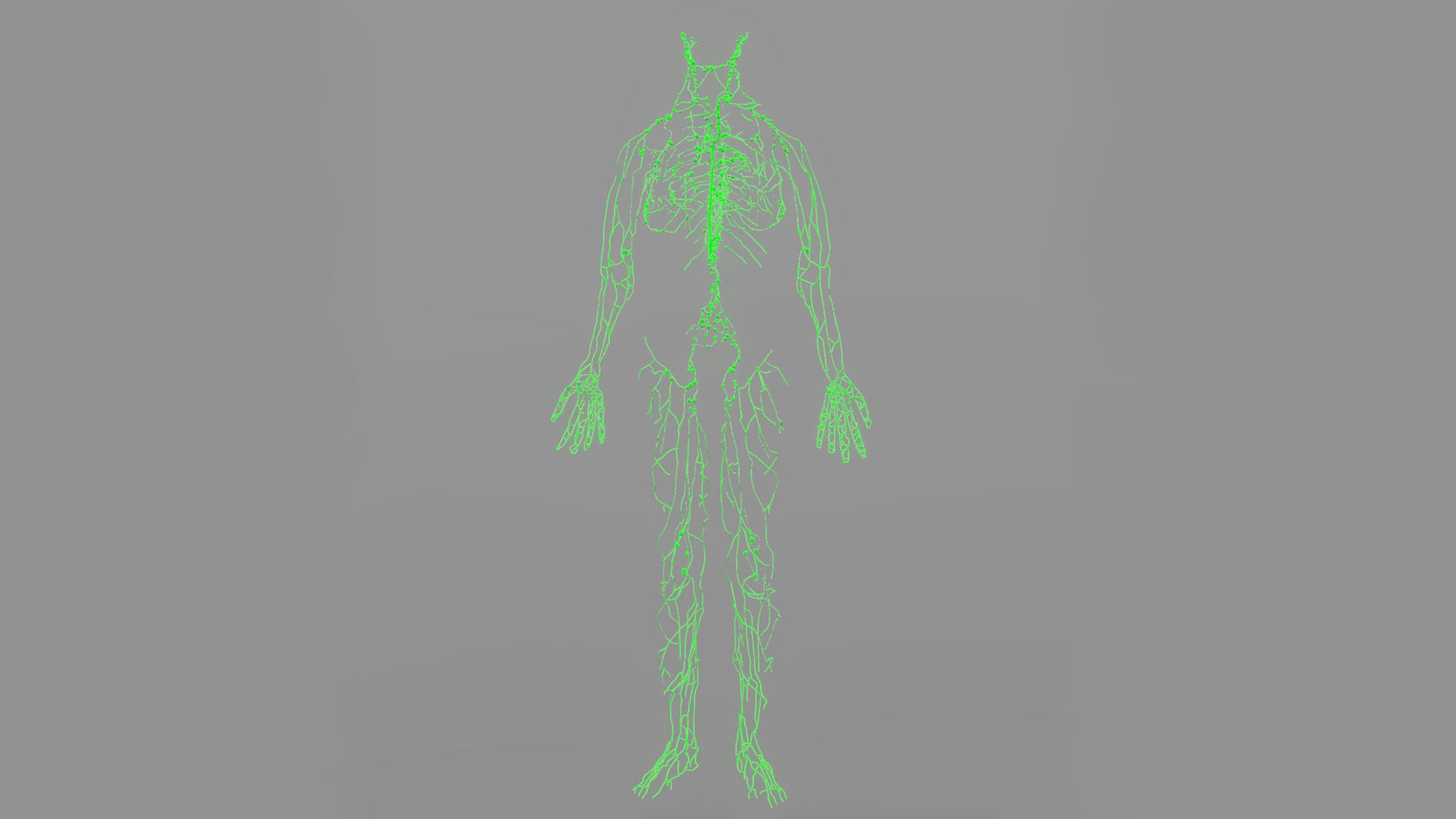 human lymphatic veins model https://p.turbosquid.com/ts-thumb/aZ/AWdVG5/aT/preview10/jpg/1607004737/1920x1080/fit_q87/9683fd15562c992a6092c72c31f32da6984b2e71/preview10.jpg