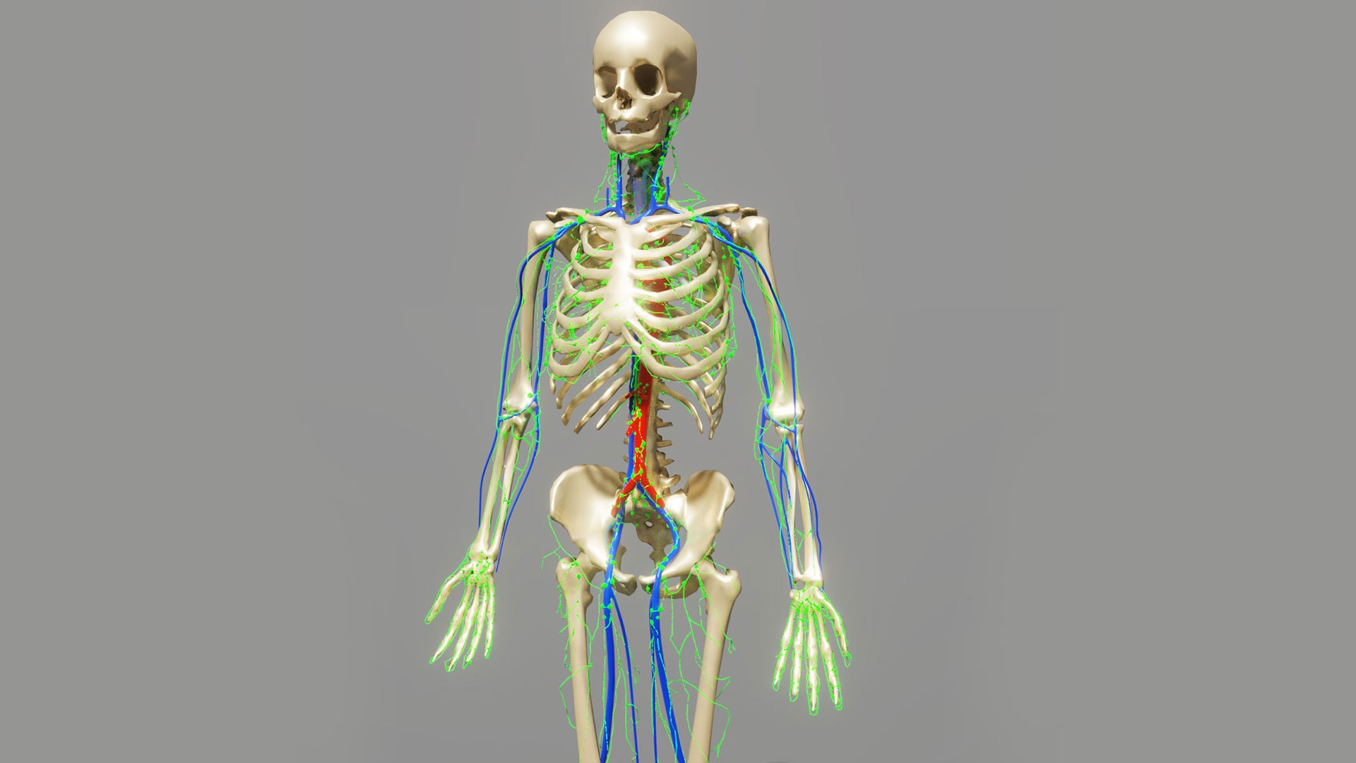 human lymphatic veins model https://p.turbosquid.com/ts-thumb/aZ/AWdVG5/g2/preview08/jpg/1607004736/1920x1080/fit_q87/caf9ba3951fa265dad14bfc6677e7f6c5cf2838c/preview08.jpg