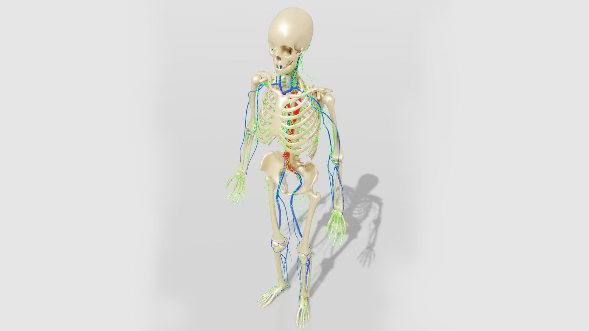 human lymphatic veins model https://p.turbosquid.com/ts-thumb/aZ/AWdVG5/o0/preview02/jpg/1607004734/1920x1080/fit_q87/9e49f6d4a1482b86ea6d2eb12c324df4743b12ab/preview02.jpg