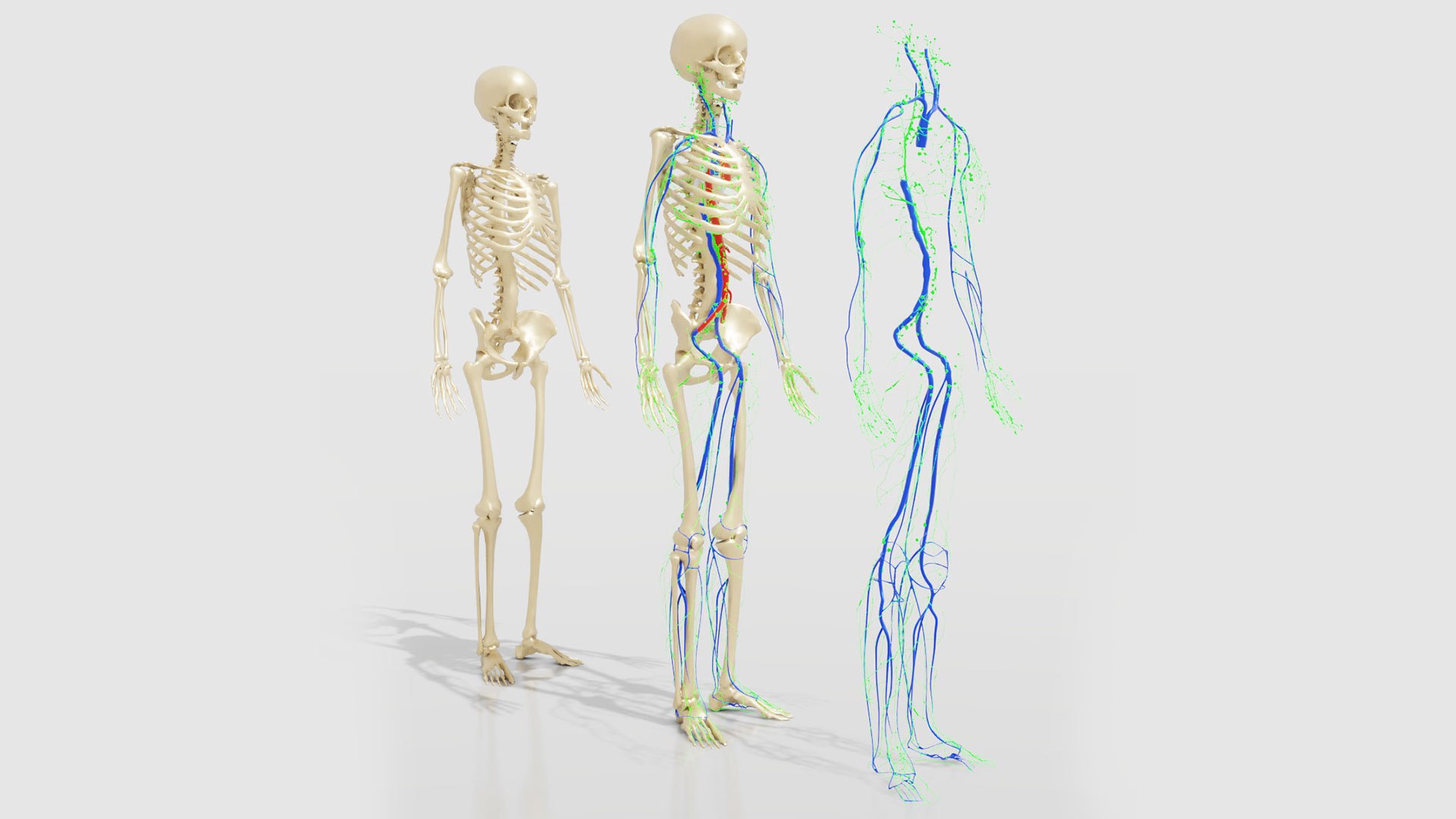 human lymphatic veins model https://p.turbosquid.com/ts-thumb/aZ/AWdVG5/pR/preview04/jpg/1607004736/1920x1080/fit_q87/83ddd4eea2b70a5b8d6210252169e8ded37d6a49/preview04.jpg