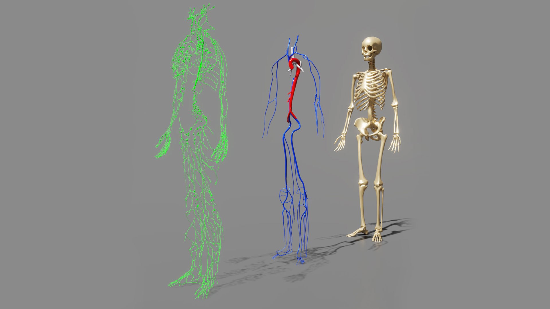human lymphatic veins model https://p.turbosquid.com/ts-thumb/aZ/AWdVG5/rj/preview07/jpg/1607004736/1920x1080/fit_q87/b52cd9d3c0521aa9e5c6b65cb61dc9f699a4fdbc/preview07.jpg